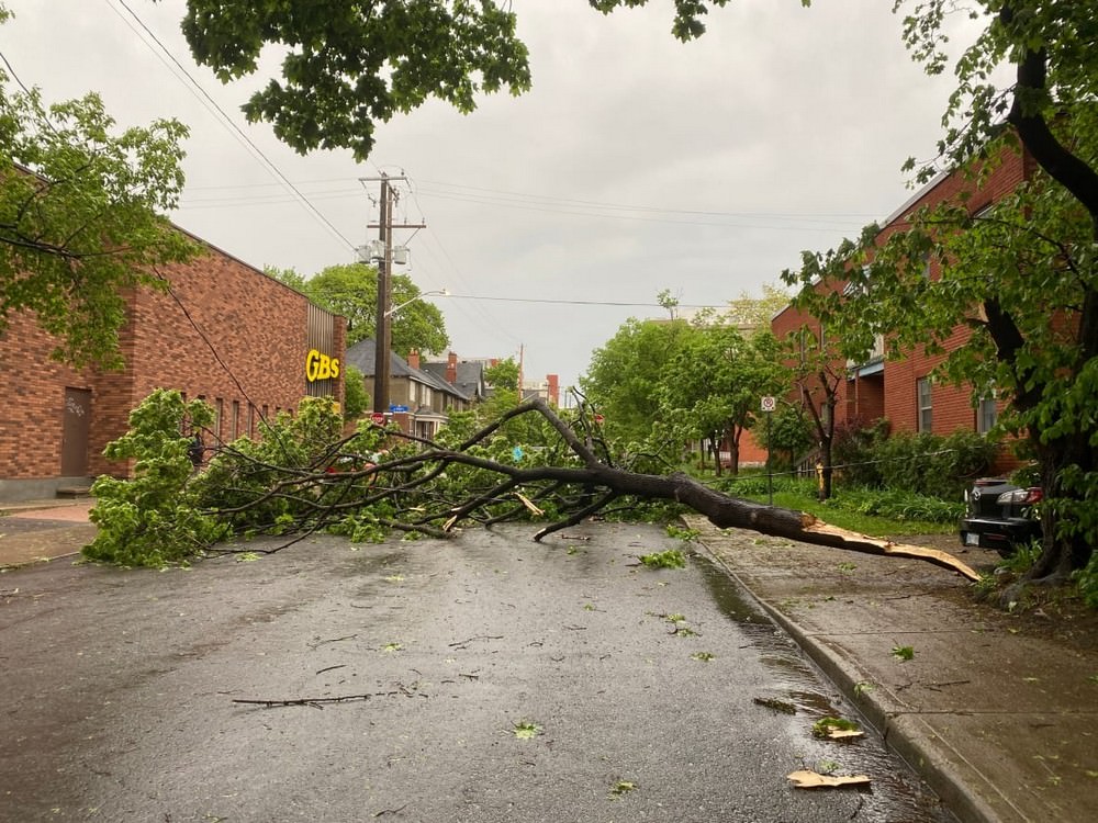 سقوط درخت در اتاوا بر اثر طوفان