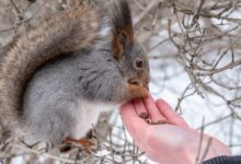 غذا دادن به سنجاب