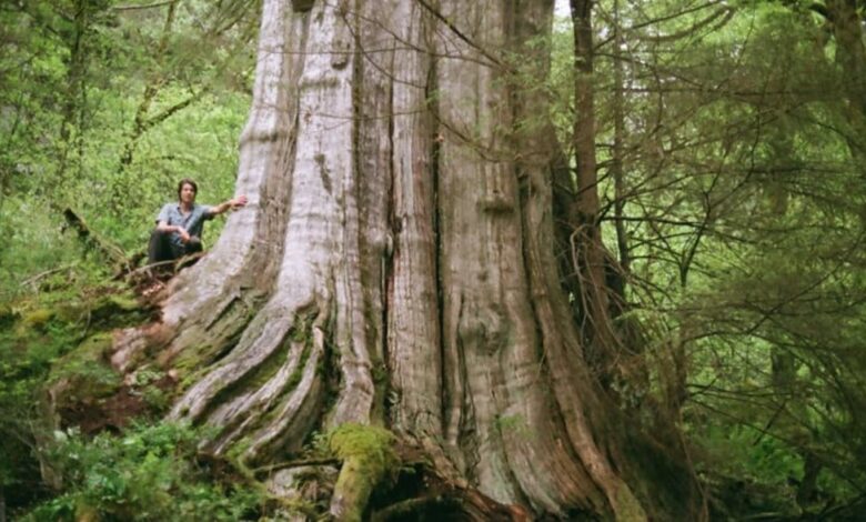 کشف درخت غول‌پیکر در ونکوور